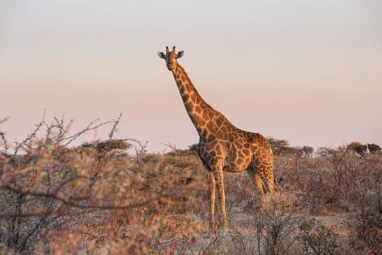 Lire la suite à propos de l’article Voyage sur mesure : pourquoi oser l’aventure écoresponsable ?